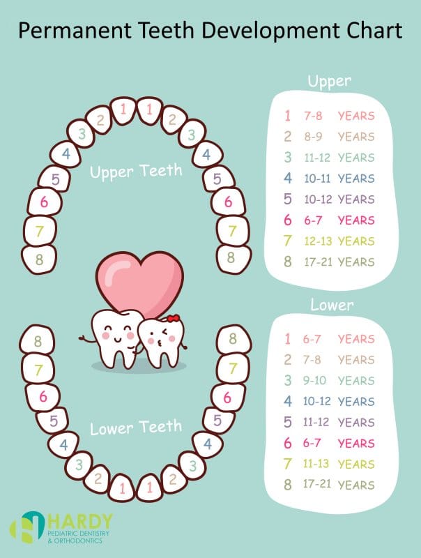 Childs Primary Teeth Order Of Eruption Chart Pattern Schedule